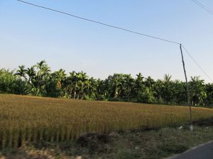 Lakkavalli