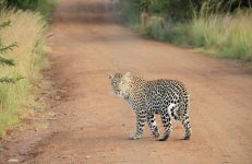 Leopard Rescue Centers In Karnataka