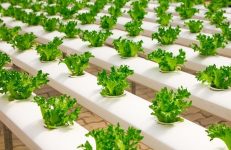 Hydroponic farming in Bangalore