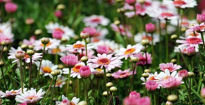 Top Gardening Instagram Accounts