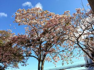 Tabebuia trees