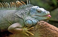 Prani – The Pet Sanctuary