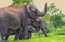 Elephants in Kabini. Photographer Bhavani Srinivaasan