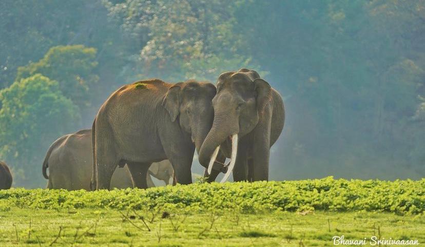 Elephants in Kabini. Photographer Bhavani Srinivaasan