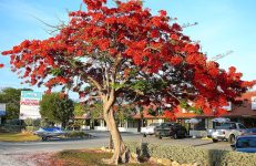 Royal Poinciana Gulmohar. Source Averette
