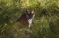 Tiger Census, Karnataka