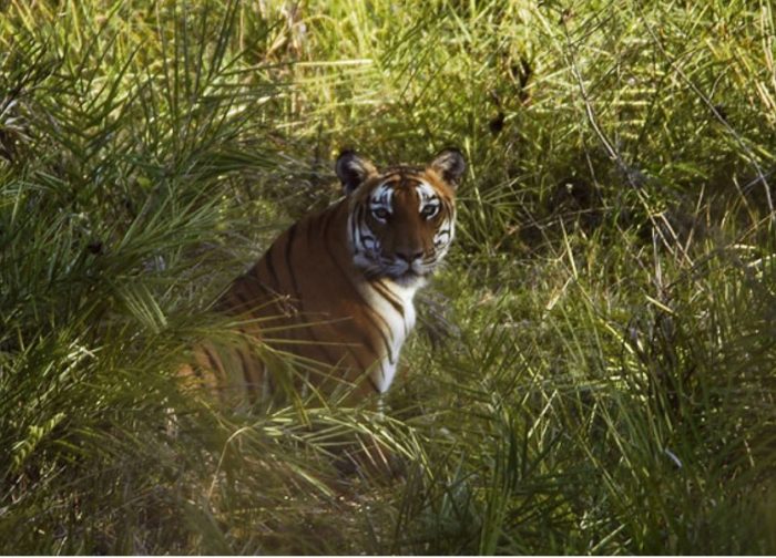 Tiger Census, Karnataka