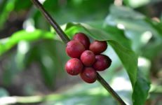 Coffee Plantation Karnataka, Source Bharat Yadav