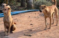 Dogs, Karnataka. Source Enactataph