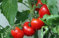 Tomato Image from Pixabay