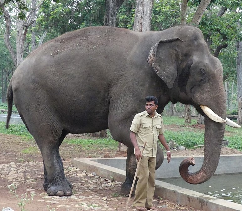 Mathigodu Elephant Camp. Source A. J. T. Johnsingh, WWF-India and NCF