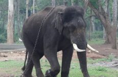 Mathigodu Elephant Camp. Source A. J. T. Johnsingh, WWF-India and NCF