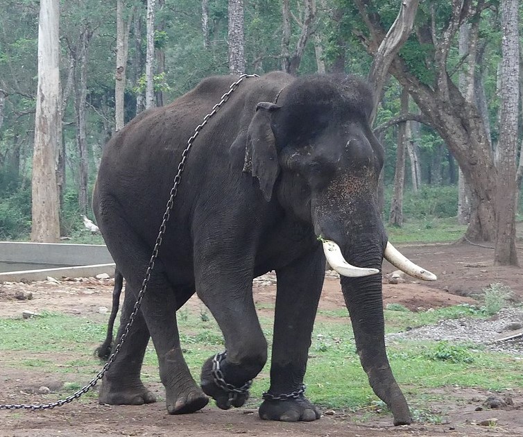 Mathigodu Elephant Camp. Source A. J. T. Johnsingh, WWF-India and NCF