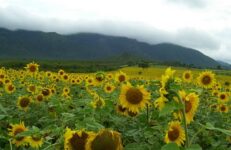 Gundlupet Sunflower Garden From Gopalaswamy Hill. Source Philanthropist 1, Wiki