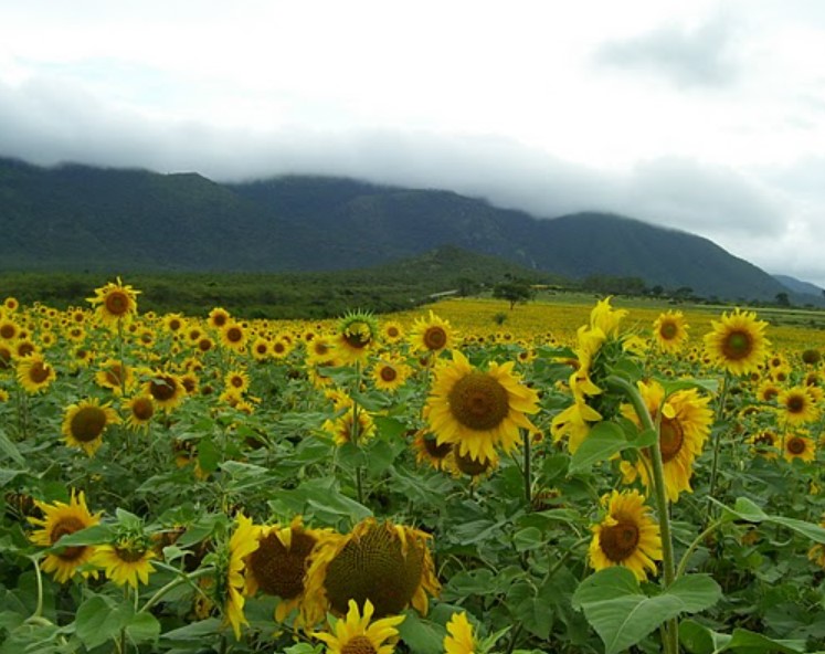 Gundlupet Sunflower Garden From Gopalaswamy Hill. Source Philanthropist 1, Wiki