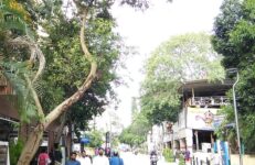 Trees In Bangalore. Source T.R. Shankar Raman