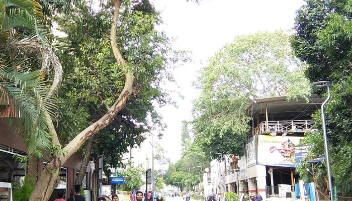 Trees In Bangalore. Source T.R. Shankar Raman