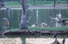 Kaikondrahalli Lake. Source Ashwin Kumar