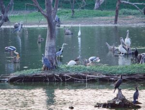 Kaikondrahalli Lake. Source Ashwin Kumar