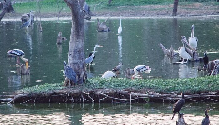 Kaikondrahalli Lake. Source Ashwin Kumar