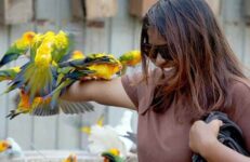 Birds of Paradise, Animal Petting, Bangalore. Source Birds of Paradise