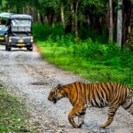 Jungle Safari Near Bangalore. Source Karnataka Tourism.