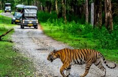 Jungle Safari Near Bangalore. Source Karnataka Tourism.
