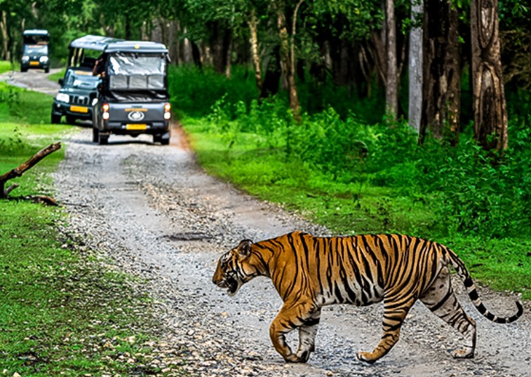 Jungle Safari Near Bangalore. Source Karnataka Tourism.