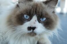 Jin Min Cat World, Mysore. Source Jin Min Cat World, Instagram