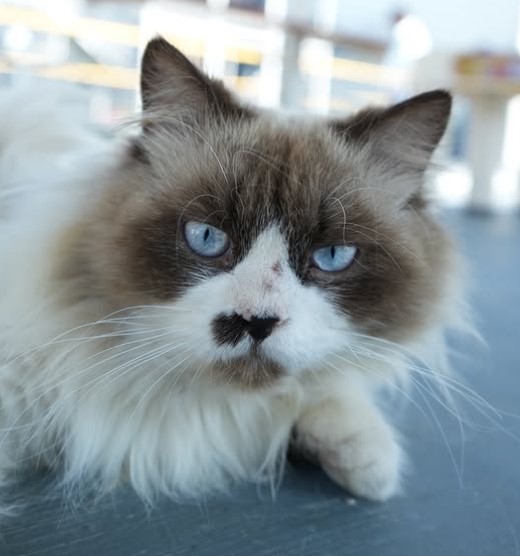 Jin Min Cat World, Mysore. Source Jin Min Cat World, Instagram