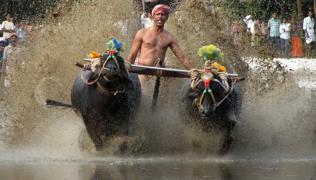 Kambala - buffalo race.