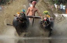 Kambala - buffalo race.