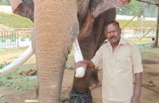 Elephant Prashanth, Mysore Dasara