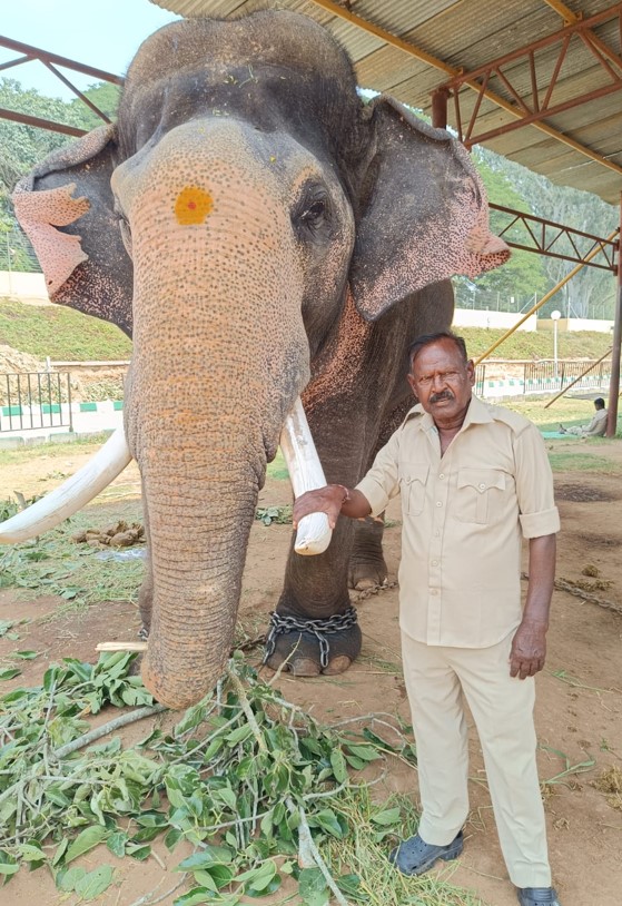 Elephant Prashanth, Mysore Dasara